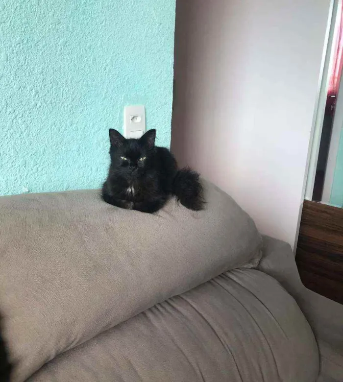 Gato raça Guará idade 2 anos nome Dalila