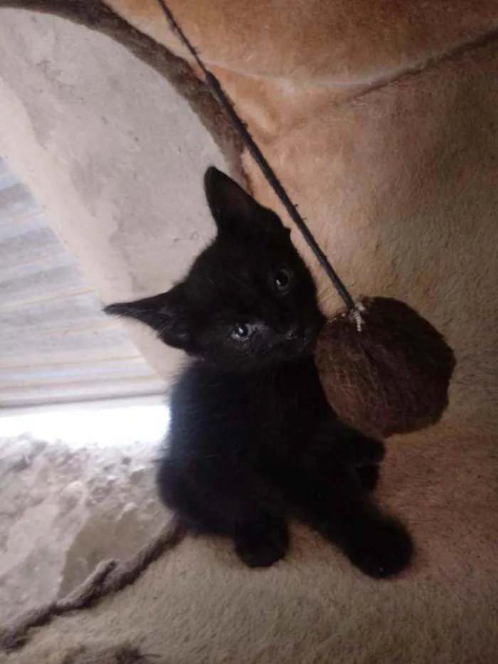 Gato raça Srd idade Abaixo de 2 meses nome Pelé