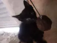 Pelé