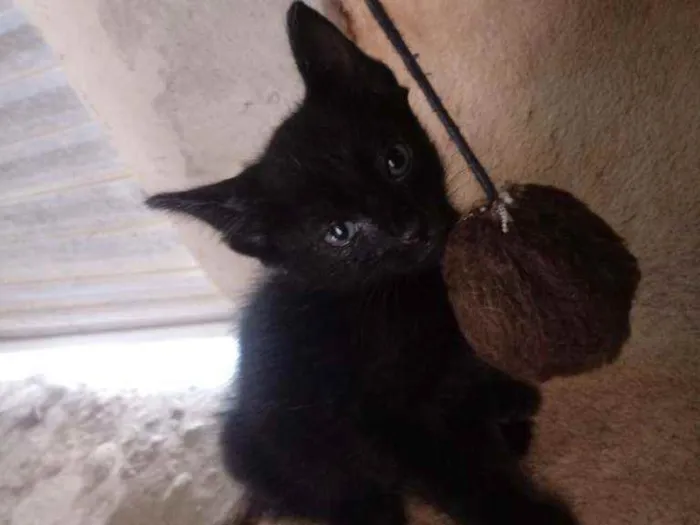 Gato raça Srd idade Abaixo de 2 meses nome Pelé