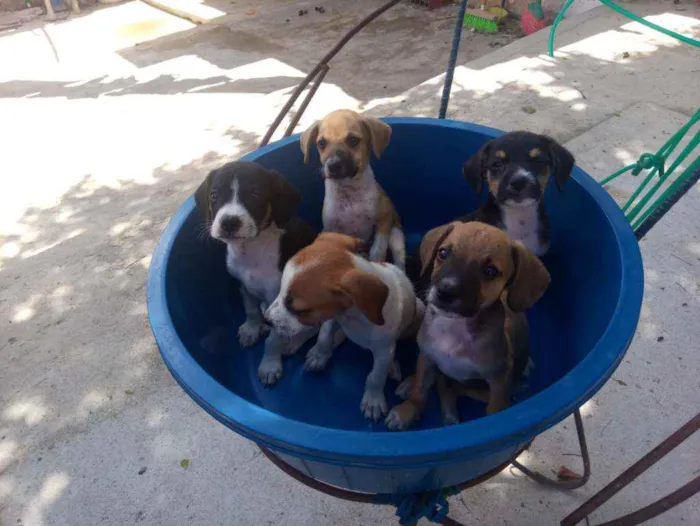 Cachorro ra a  idade Abaixo de 2 meses nome Nome da mãe = Safira