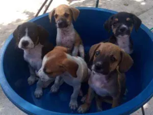 Cachorro raça  idade Abaixo de 2 meses nome Nome da mãe = Safira