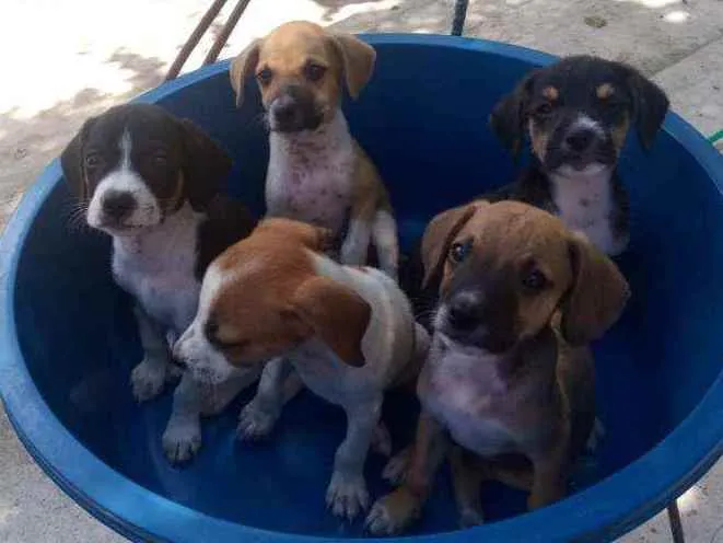 Cachorro ra a  idade Abaixo de 2 meses nome Nome da mãe = Safira