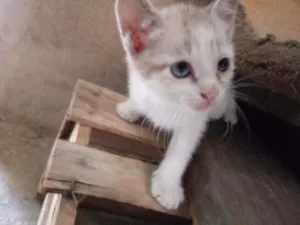 Gato raça Srd idade Abaixo de 2 meses nome Sem nome