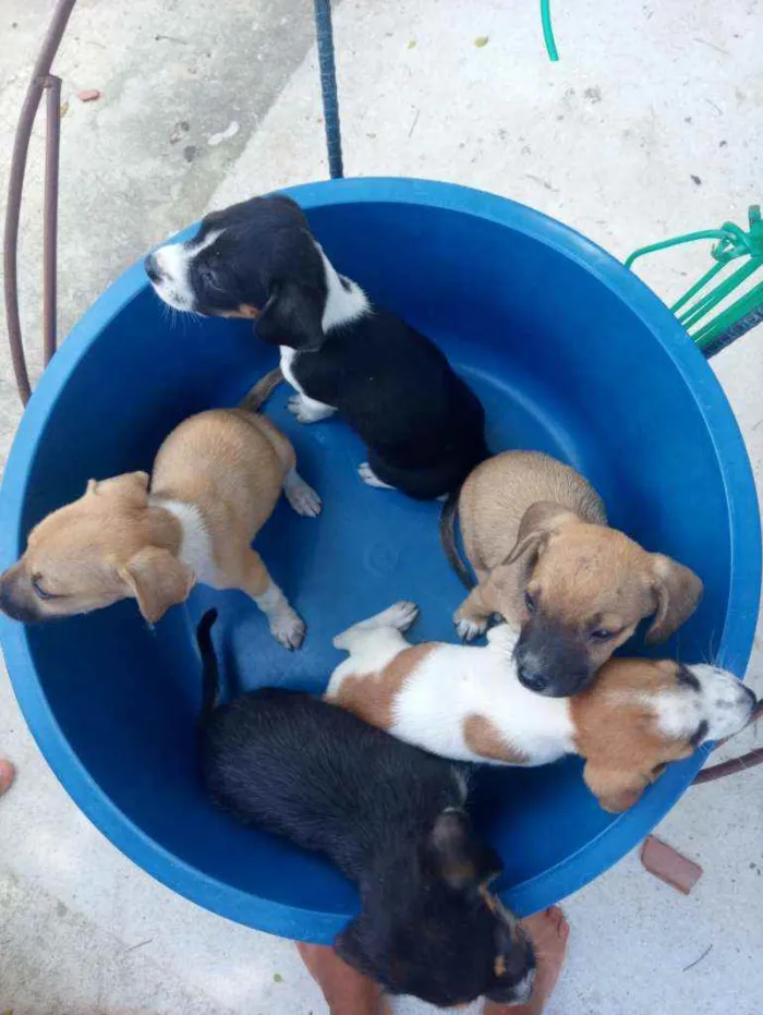 Cachorro ra a  idade Abaixo de 2 meses nome Nome da mãe = Safira