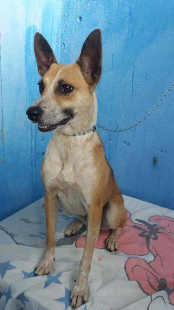 Cachorro raça RND idade 2 anos nome Florisa