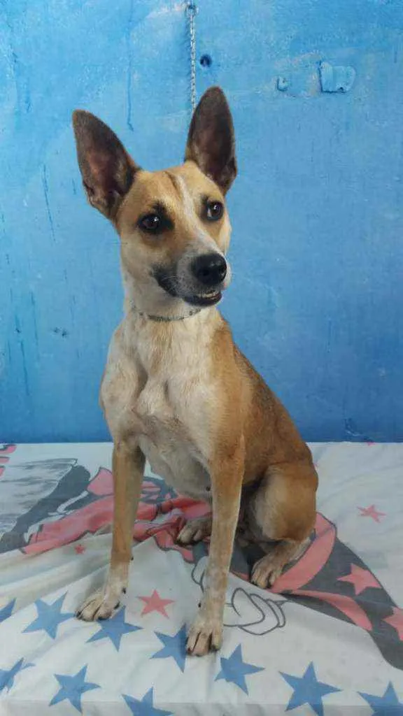 Cachorro raça RND idade 2 anos nome Florisa