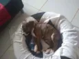 Tigresa