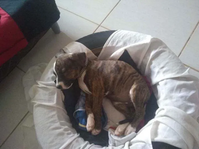 Cachorro ra a Raça misturada idade 2 a 6 meses nome Tigresa