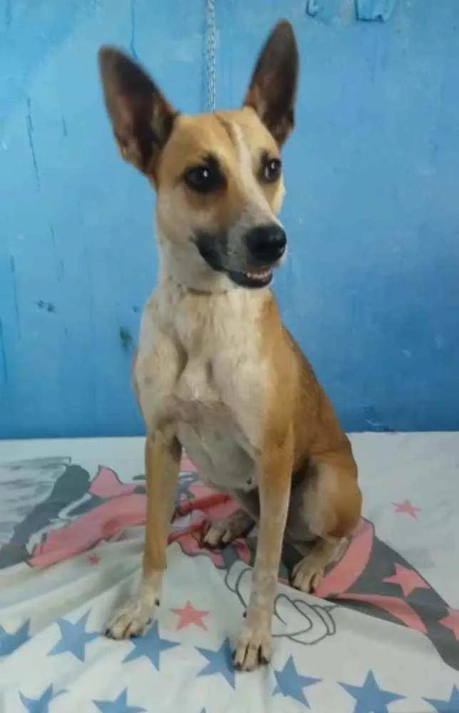 Cachorro raça RND idade 2 anos nome Florisa