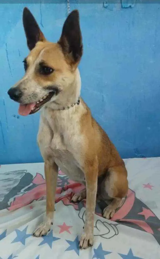 Cachorro raça RND idade 2 anos nome Florisa