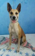 Cachorro raça RND idade 2 anos nome Florisa
