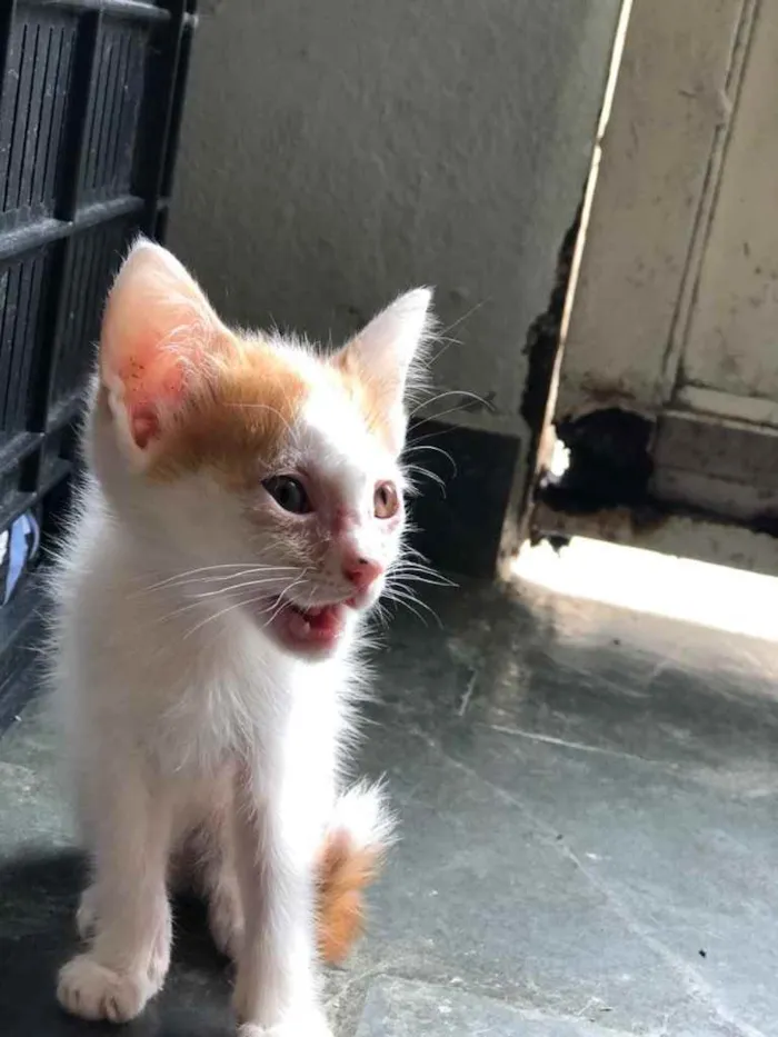 Gato ra a Vira lata idade 2 a 6 meses nome Bruno