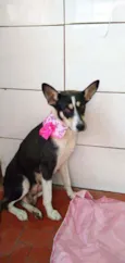 Cachorro raça RND idade 1 ano nome Susi