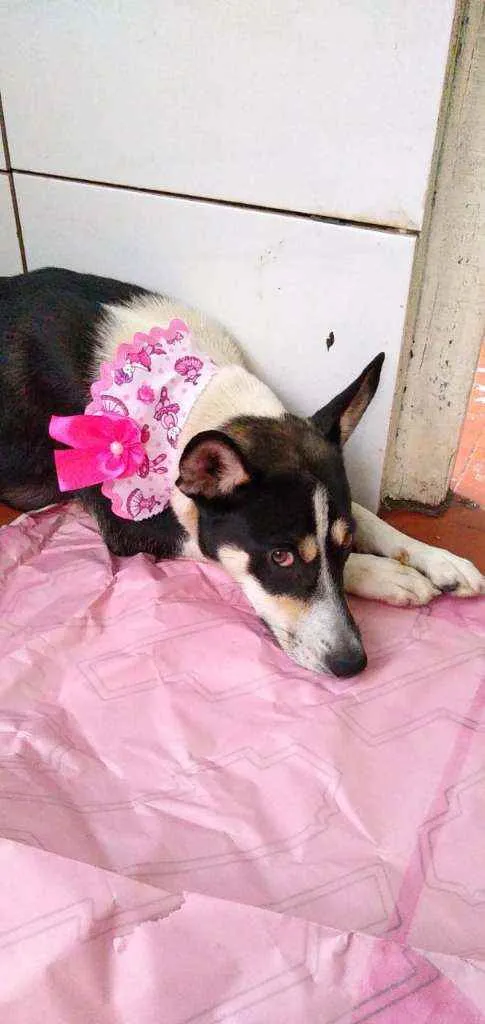 Cachorro raça RND idade 1 ano nome Susi