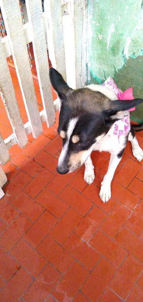 Cachorro raça RND idade 1 ano nome Susi