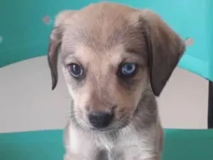 Cachorro raça SRD-ViraLata idade 2 a 6 meses nome OLHINHO AZUL