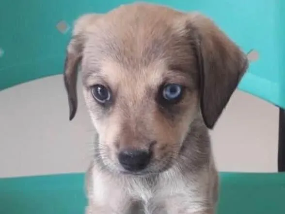Cachorro raça SRD-ViraLata idade 2 a 6 meses nome OLHINHO AZUL