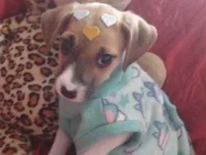 Cachorro raça SRD idade 2 a 6 meses nome Lolinha 
