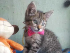 Gato raça Comum tigresa idade 2 a 6 meses nome Tigresinha