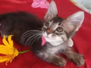 Gato raça Comum tigresa idade 2 a 6 meses nome Fofura