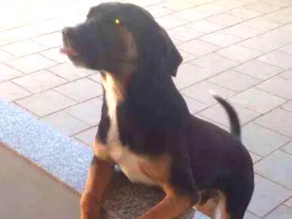 Cachorro raça Fila com boxer colie idade 1 ano nome Tstuzinho