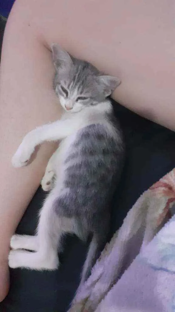 Gato raça Srd idade Abaixo de 2 meses nome Filhotinho