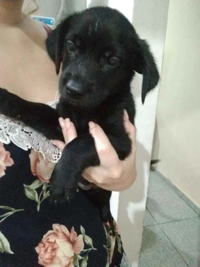 Cachorro raça SRD idade 1 ano nome Atena e filhotes