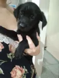 Atena e filhotes
