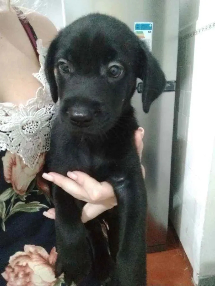 Cachorro raça SRD idade 1 ano nome Atena e filhotes