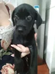 Atena e filhotes