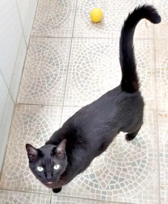 Gato ra a SRD-ViraLata idade 3 anos nome Pantera