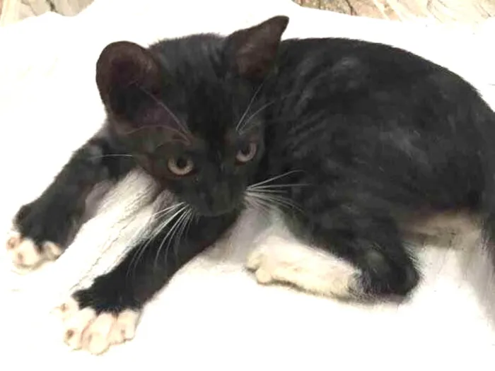 Gato raça Srd idade Abaixo de 2 meses nome Estrela castrada