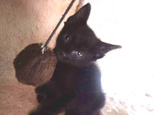 Gato raça Srd idade Abaixo de 2 meses nome Pelé