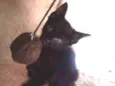 Pelé