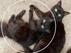 Gato raça Guará idade 2 anos nome Dalila