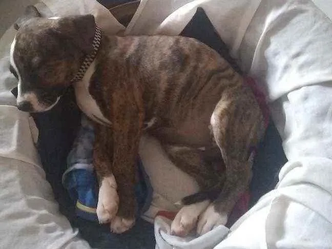 Cachorro ra a Raça misturada idade 2 a 6 meses nome Tigresa