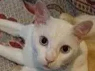 Gato raça  idade  nome Binho