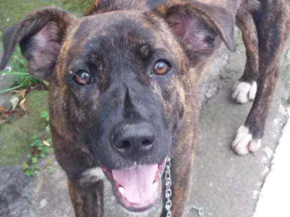 Cachorro raça RND idade 1 ano nome Chica