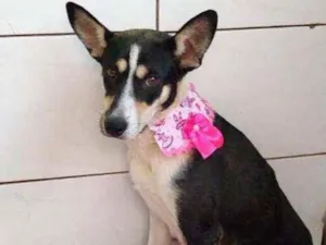Cachorro raça RND idade 1 ano nome Susi