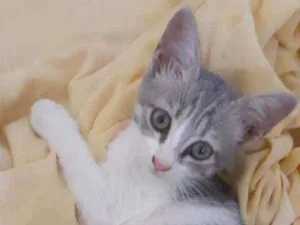 Gato raça Srd idade Abaixo de 2 meses nome Filhotinho