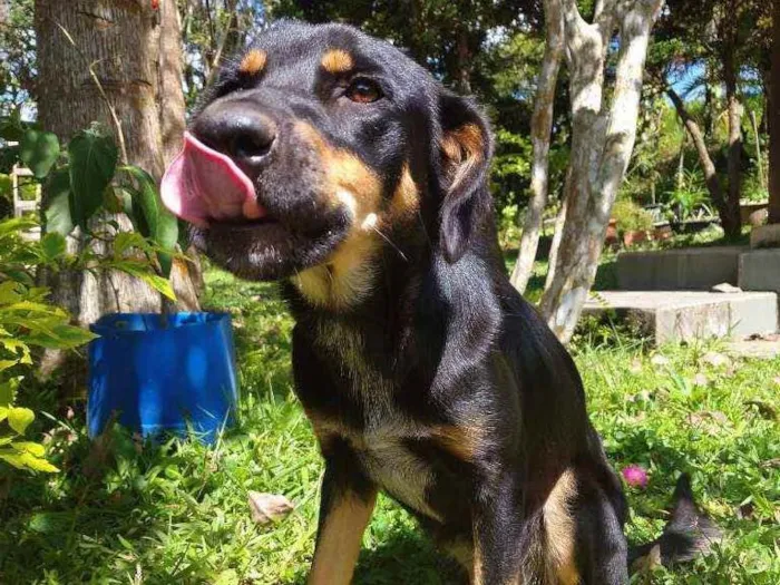 Cachorro ra a Desconhecido idade 1 ano nome Alcione