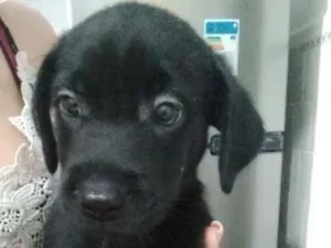 Cachorro raça SRD idade 1 ano nome Atena e filhotes