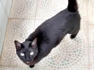 Gato raça SRD-ViraLata idade 3 anos nome Pantera