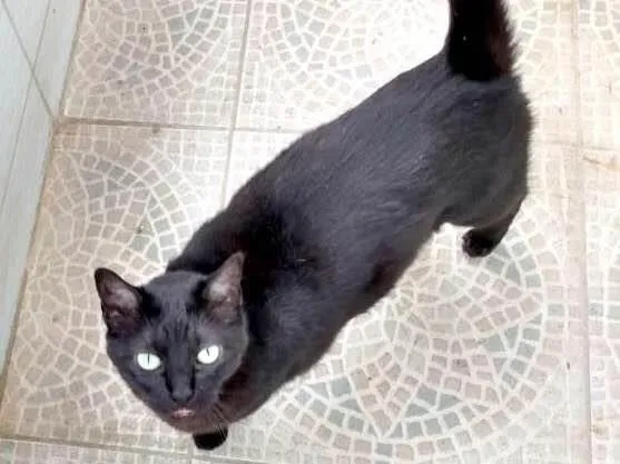 Gato ra a SRD-ViraLata idade 3 anos nome Pantera