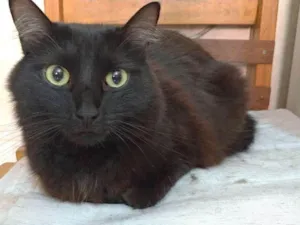 Gato raça SRD-ViraLata idade 3 anos nome Neguinha