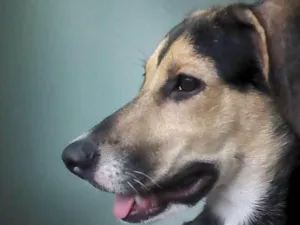 Cachorro raça SRD-ViraLata idade 2 anos nome Jade