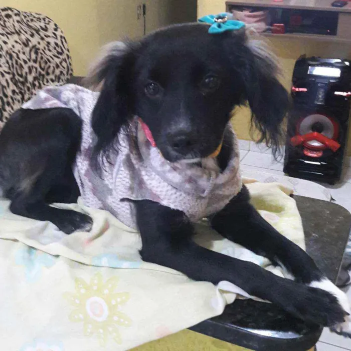 Cachorro ra a RND idade 7 a 11 meses nome Pandora