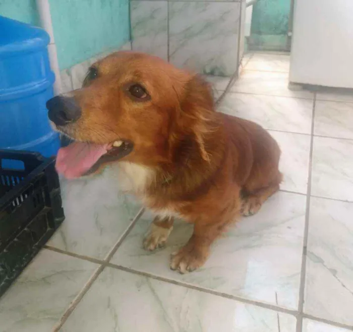 Cachorro ra a Não sei idade 2 anos nome Rabito