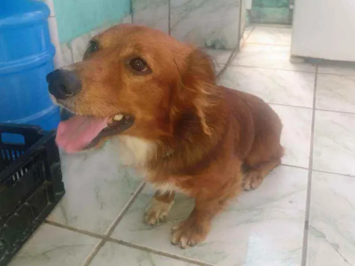 Cachorro ra a Não sei idade 2 anos nome Rabito